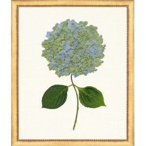 TLC- HYDRANGEA 23  20 X 24